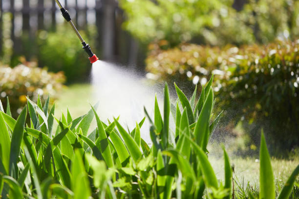 24/7 Emergency Termite Control experts in Homer Glen, IL